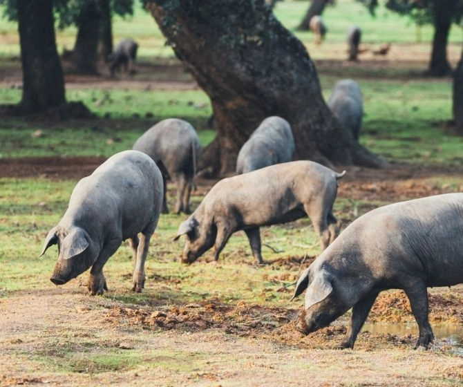 Our Iberian pigs in our Dehesa Salmantina